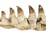 Mosasaur (Prognathodon) Jaw with Seven Teeth - Morocco #259676-2